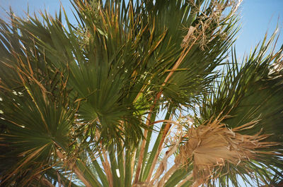 Low angle view of palm tree