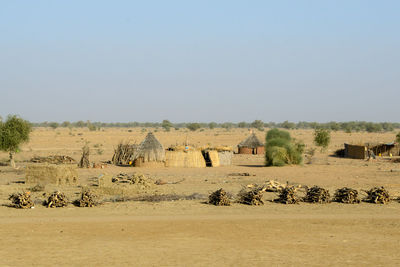 Scenic view of field against clear sky