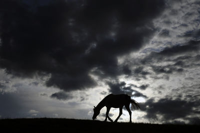 Silhouette horse standing on field against sky