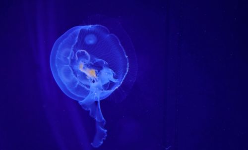 Close-up of jellyfish swimming in sea