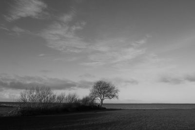 Bare tree on field against sky