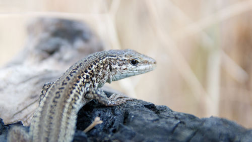 Close-up of lizard