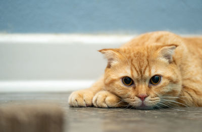 Round-eyed cat lying on the floor, looking at me.