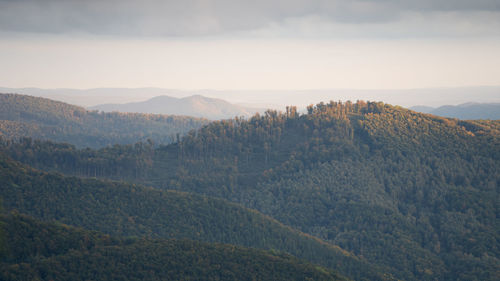 Vast woodland stretching to the horizon and hills catching last sun rays during autumn day