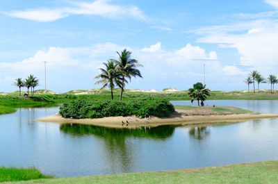 Scenic view of palm trees against sky