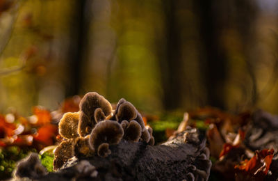 Close-up of mushrooms on leaves