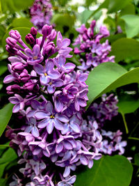 Close-up of purple flowering plant