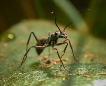 Close-up of insect