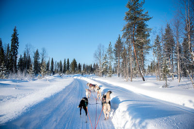 Sled dogs on snow covered landscape