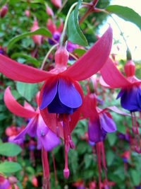 Close-up of flowers against blurred background