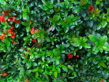 Close-up of red flowering plant