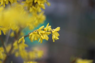 Close-up of yellow flowers