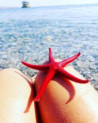 Close-up of red crab on beach