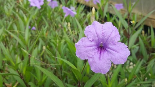 Close-up of purple flower