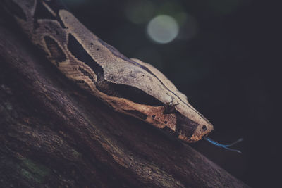 High angle view of snake on tree trunk