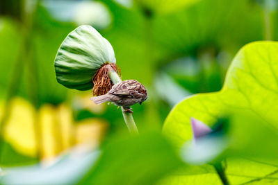 High angle view of sparrow on plant pod