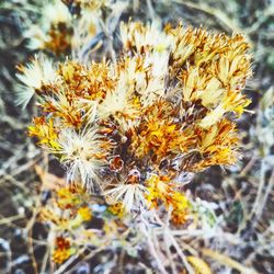 Close-up of yellow flowering plant on field