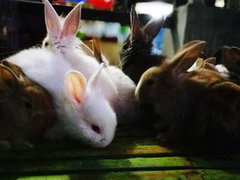 Close-up of cats sleeping