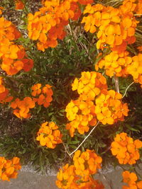 Close-up of yellow flowers