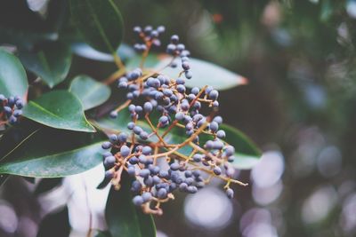 Close-up of berries growing on tree