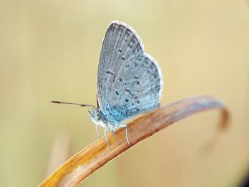 Close-up of butterfly on flower