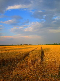 Scenic view of agricultural field against sky