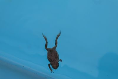 Frog in the water