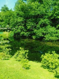 Scenic view of green landscape