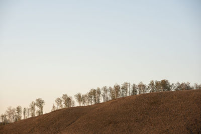 Trees on field against clear sky