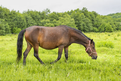 Horse grazing on field