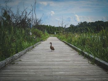 View of an animal on boardwalk