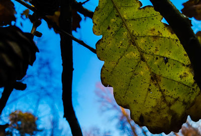 Close-up of leaves during autumn