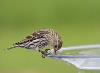 Close-up of sparrow drinking water