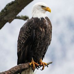 A majestic bald eagle watching for it's next meal from a tree limb