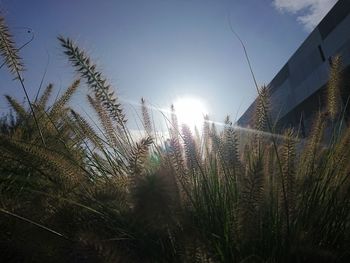 Low angle view of plants growing on field against sky