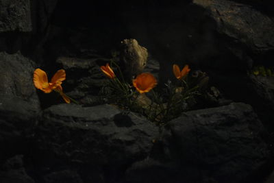 Plants growing on rock