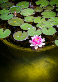 High angle view of lotus water lily in pond