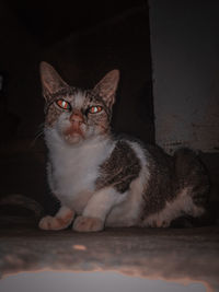 Portrait of cat sitting on floor