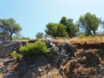 Trees in forest against clear sky