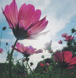 Close-up of pink cosmos flowers blooming against sky