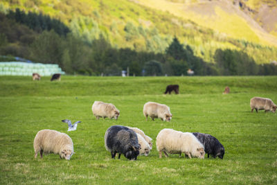 Sheep grazing in pasture