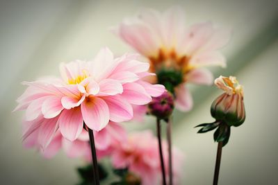 Close-up of pink cosmos flower