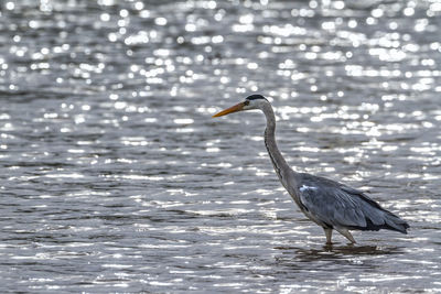 Side view of a bird in water