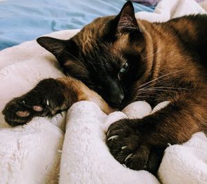 Close-up of cat lying on bed