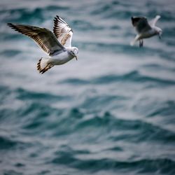 Seagull flying over sea