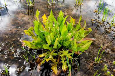 High angle view of plants growing on field