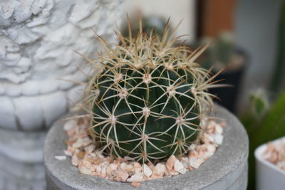 Cactus melo in the garden