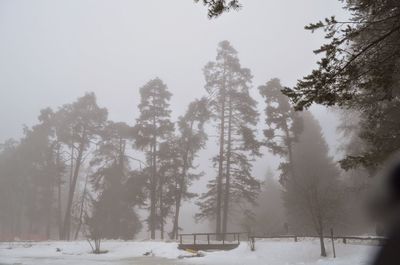 Trees on snow covered landscape