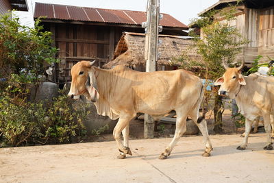 Cows in a horse