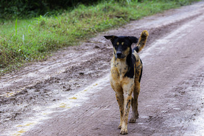 Portrait of dog running on road